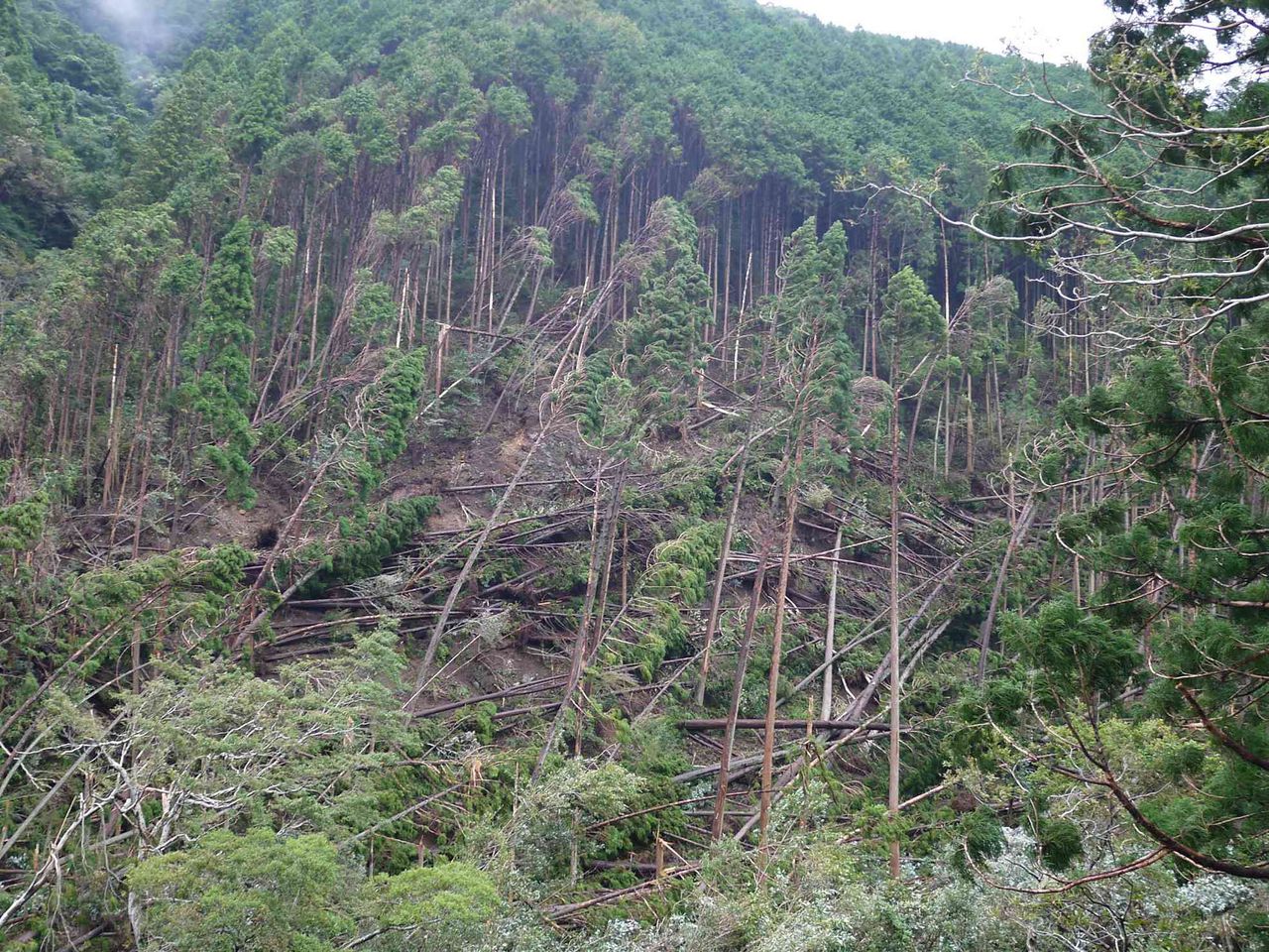 台風21号の影響 樫田に行く府道6号 芥川沿いの倒木状況 杉の斜面がたいへんなことになってる 高槻network新聞 台風21号の影響 樫田に行く府道6号 芥川沿いの倒木状況 杉の斜面がたいへんなことになってる 高槻network新聞