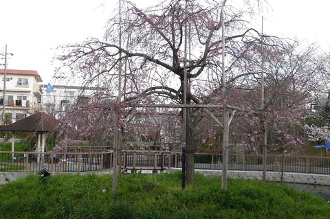 sakura2019_4