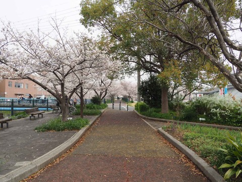20230325唐崎西桜 (18)