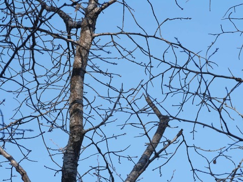 20260317筒井池公園 (9)