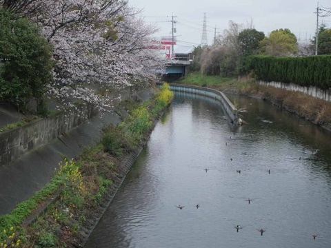 20260401玉川桜 (39)