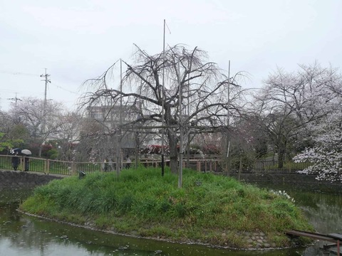 20260401富田桜 (9)