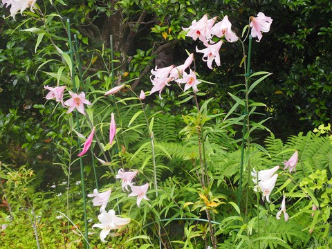 20220611安威川ダム_大門寺 (35)
