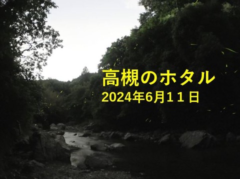 高槻のホタル0611