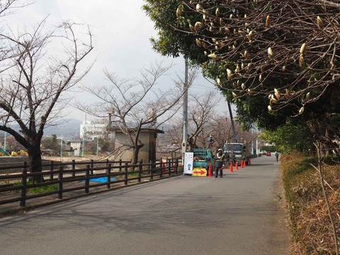 2020314芥川伐採 (4)