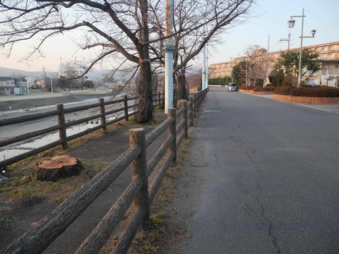 20260116芥川桜堤 (4)