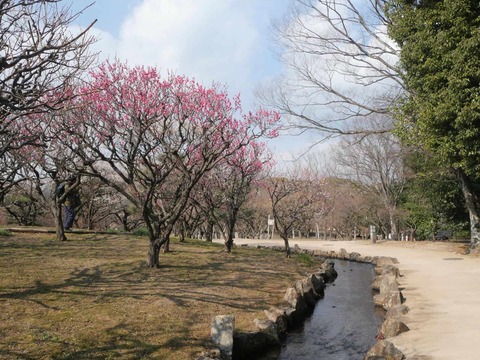 20260202万博記念公園 (87)