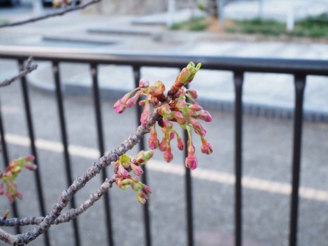 20240218河津桜 (6)