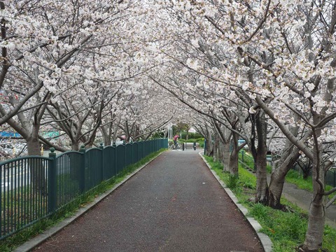 20230324唐崎西桜 (3)