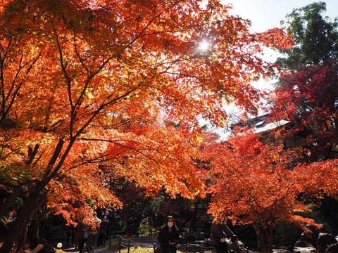 20211123長岡天神 (7)