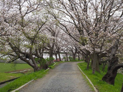20230325玉川沿い桜 (13)