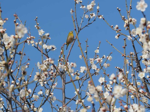20260217茨木梅林 (16)