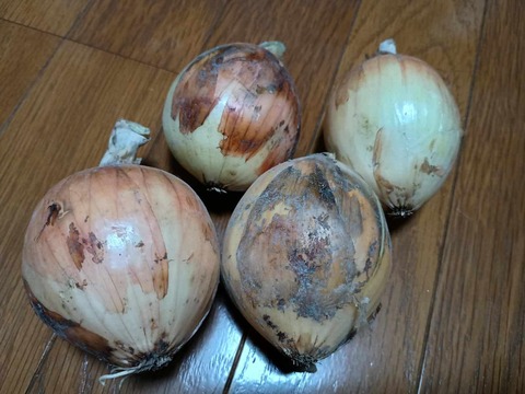 20250513たまねぎ (3)