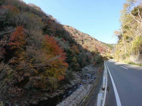 20241207府道6号紅葉 (23)