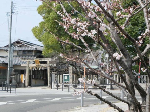 20250327桜 (16)