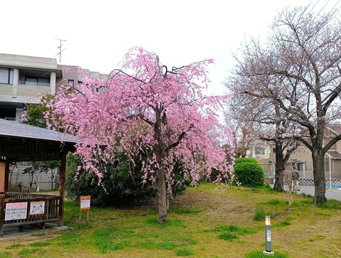 2025小寺池公園 (5)