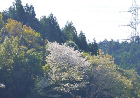 20200425sakura2