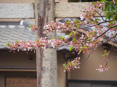 20240417桜 (4)