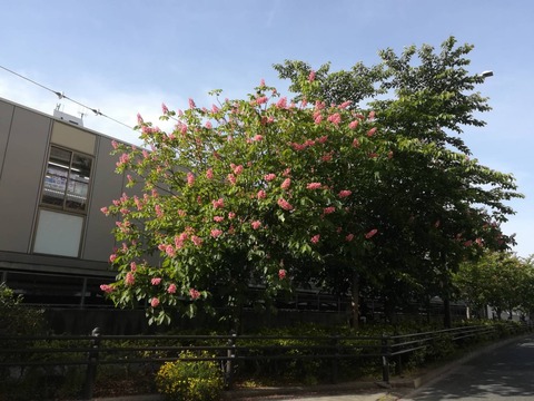 202304504マロニエ (1)