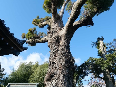 20250101畑山神社 (11)