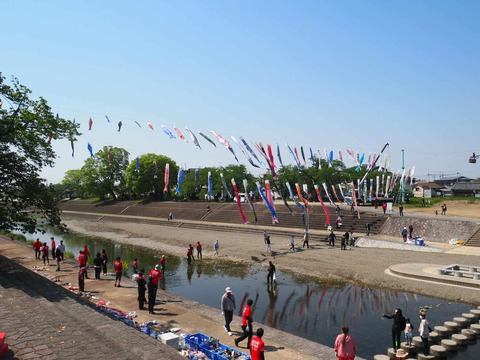 20250426こいのぼり (3)