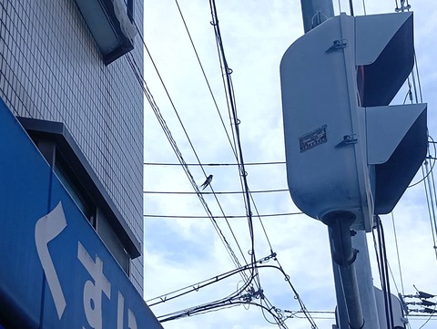20260405つばめ (2)