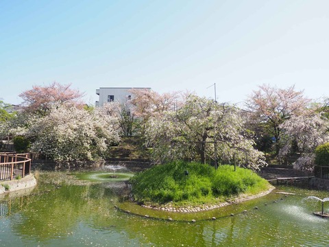 20240414桜 (17)