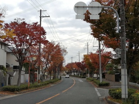 20211114寺谷紅葉 (4)