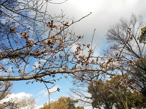 20220322桜 (15)