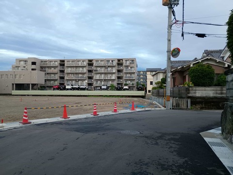 20250717コスモス (5)