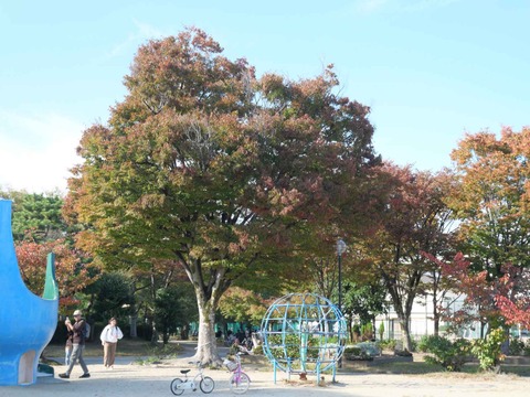 20251108高槻城公園南地区 (4)