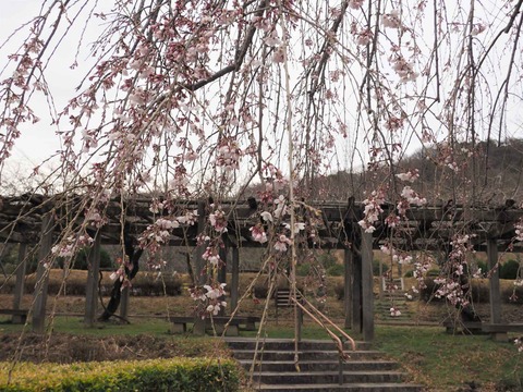 20220323桜公園 (6)