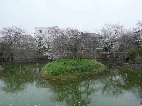 20260401富田桜 (3)