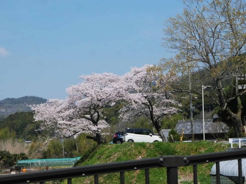 202604033桜 (6)