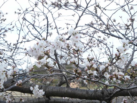 20250331桜 (3)