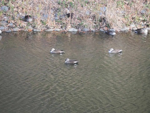 20260301今城カモ (6)