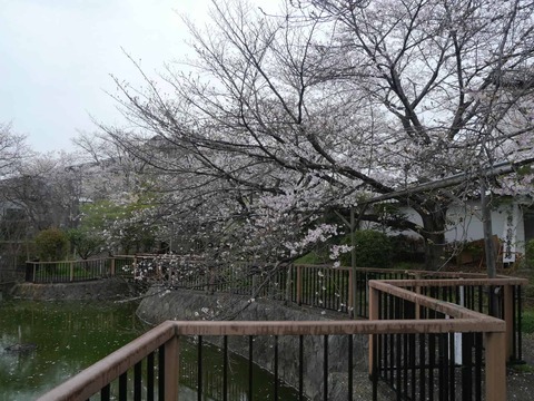 20260401富田桜 (4)