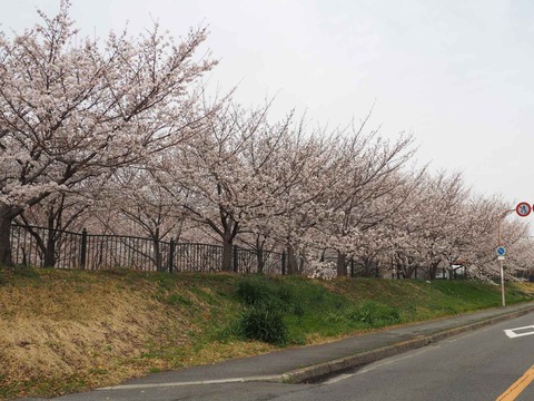 20230325唐崎西桜 (17)
