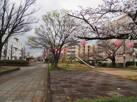 20230324柱本サクラ (6)