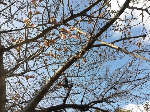 20220322桜 (18)