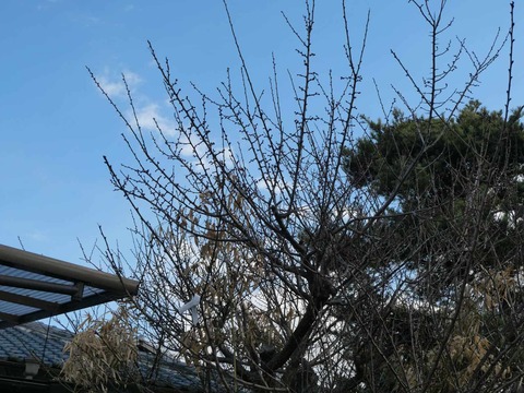 20250210梅 (10)阿
