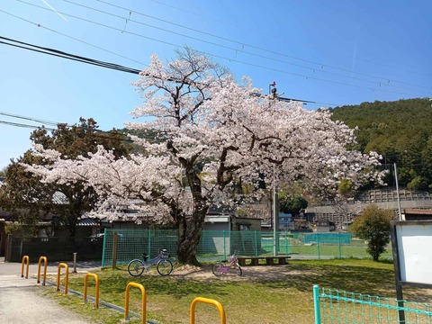 202604033桜 (4)