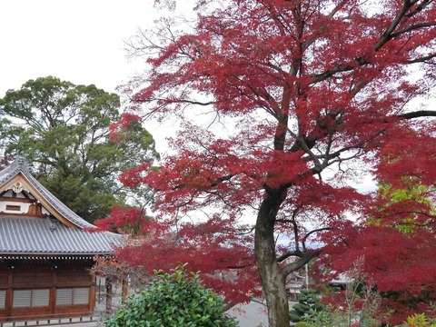 ichijyoji3