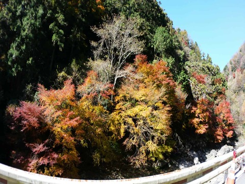 20241207府道6号紅葉 (11)