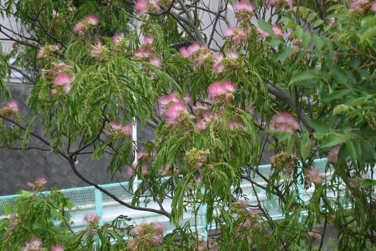 高槻の街なかで咲いているこの木は何 ピンクで綿のように見える花が特徴 19年 高槻network新聞