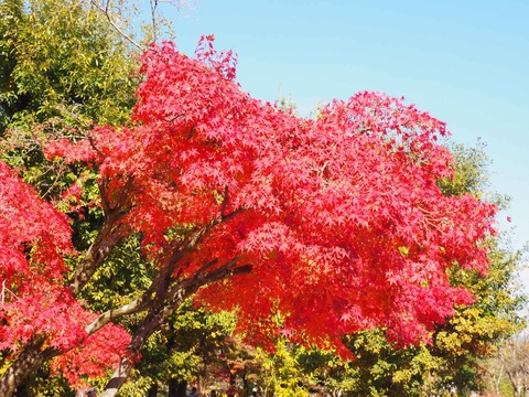 20231119万博紅葉 (7)