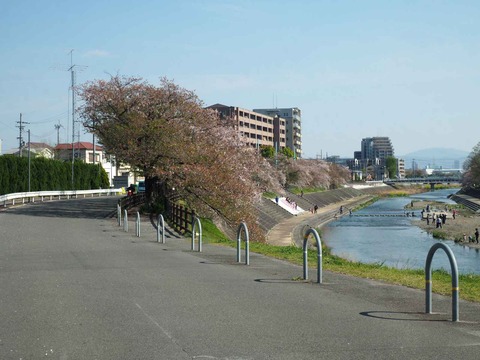 20230409桜 (1)