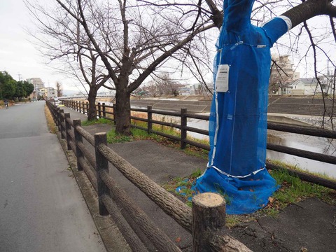 20240217芥川桜堤 (9)