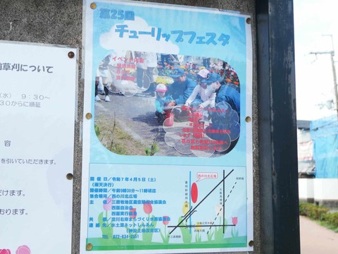 20250405チューリップまつり