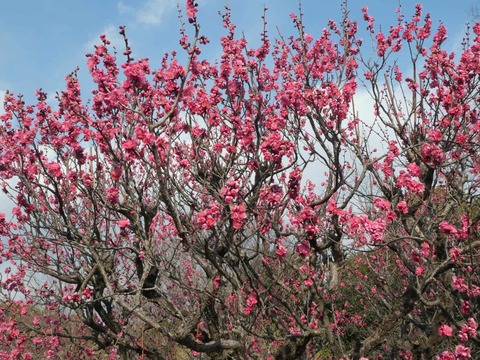 20260202万博記念公園 (83)